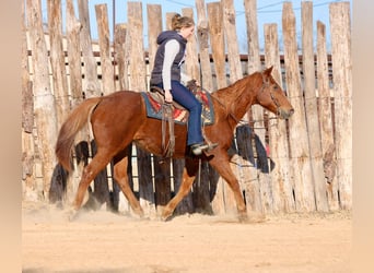 American Quarter Horse, Wałach, 15 lat, 157 cm, Ciemnokasztanowata