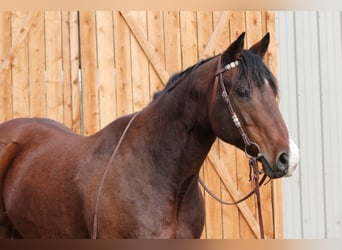 American Quarter Horse, Wałach, 15 lat, 157 cm, Gniada