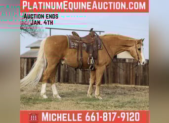 American Quarter Horse, Wałach, 15 lat, 157 cm, Izabelowata