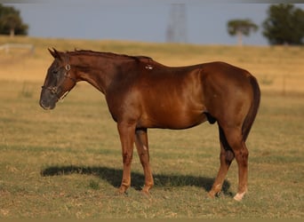 American Quarter Horse, Wałach, 15 lat, Cisawa