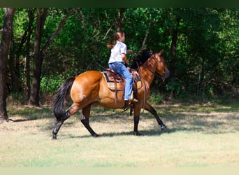 American Quarter Horse, Wałach, 15 lat, Gniada