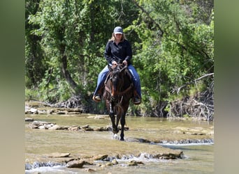 American Quarter Horse, Wałach, 15 lat, Gniada