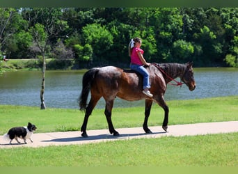 American Quarter Horse, Wałach, 15 lat, Gniadodereszowata