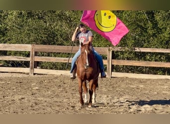 American Quarter Horse, Wałach, 15 lat, Kasztanowatodereszowata