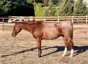American Quarter Horse, Wałach, 15 lat, Kasztanowatodereszowata