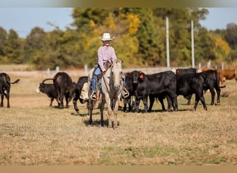 American Quarter Horse, Wałach, 16 lat, 124 cm, Szampańska
