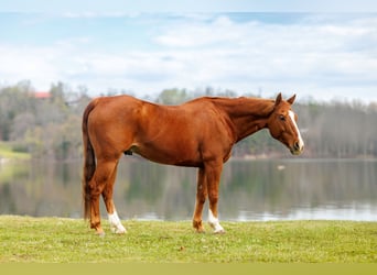 American Quarter Horse, Wałach, 16 lat, 147 cm, Cisawa