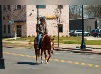 American Quarter Horse, Wałach, 16 lat, 147 cm, Cisawa