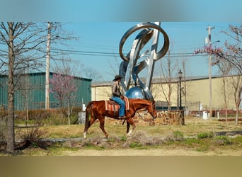 American Quarter Horse, Wałach, 16 lat, 147 cm, Cisawa
