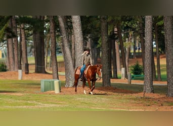 American Quarter Horse, Wałach, 16 lat, 147 cm, Cisawa
