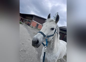 American Quarter Horse, Wałach, 16 lat, 147 cm, Siwa jabłkowita