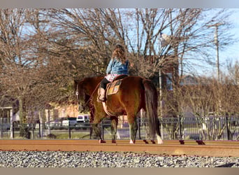 American Quarter Horse, Wałach, 16 lat, 150 cm, Gniada