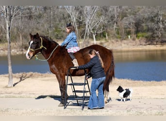 American Quarter Horse, Wałach, 16 lat, 150 cm, Gniada