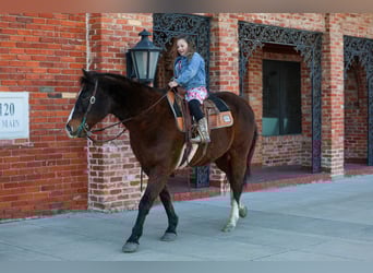 American Quarter Horse, Wałach, 16 lat, 150 cm, Gniada