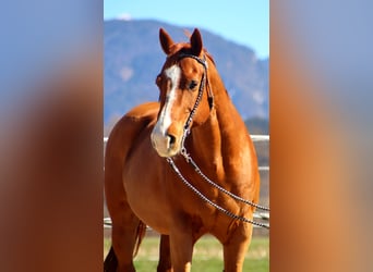 American Quarter Horse, Wałach, 16 lat, 151 cm, Kasztanowata