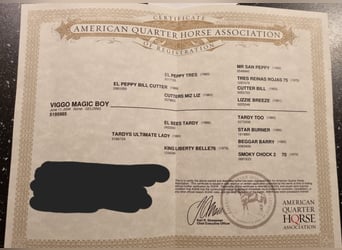 American Quarter Horse, Wałach, 16 lat, 151 cm, Kasztanowata