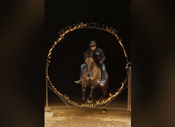American Quarter Horse, Wałach, 16 lat, 155 cm, Grullo
