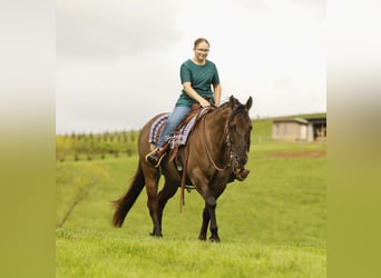 American Quarter Horse, Wałach, 16 lat, 155 cm, Grullo