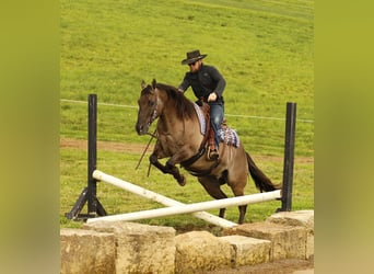 American Quarter Horse, Wałach, 16 lat, 155 cm, Grullo