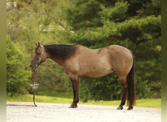 American Quarter Horse, Wałach, 16 lat, 155 cm, Grullo