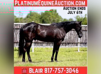 American Quarter Horse, Wałach, 16 lat, 160 cm, Kara