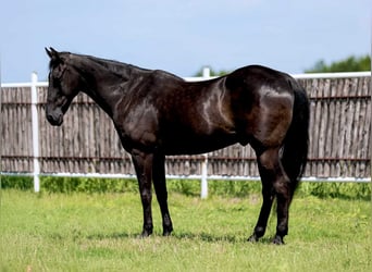 American Quarter Horse, Wałach, 16 lat, 160 cm, Kara