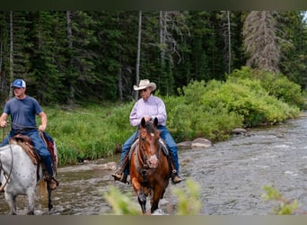 American Quarter Horse, Wałach, 16 lat, 163 cm, Gniada
