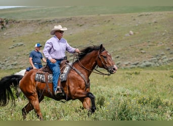 American Quarter Horse, Wałach, 16 lat, 163 cm, Gniada