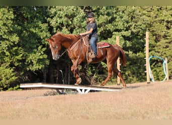 American Quarter Horse, Wałach, 16 lat, Cisawa