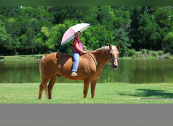 American Quarter Horse, Wałach, 16 lat, Izabelowata