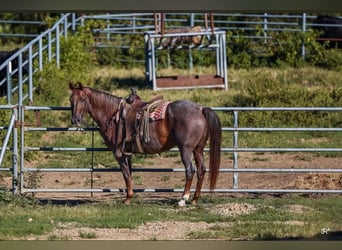 American Quarter Horse, Wałach, 16 lat, Kasztanowatodereszowata