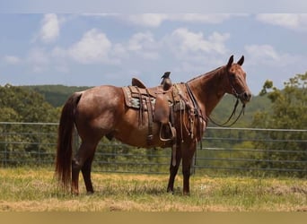 American Quarter Horse, Wałach, 16 lat, Kasztanowatodereszowata