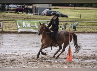 American Quarter Horse, Wałach, 17 lat, 143 cm, Kasztanowata