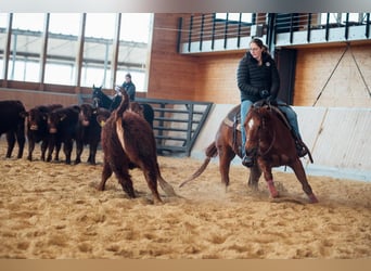 American Quarter Horse, Wałach, 17 lat, 148 cm, Kasztanowata