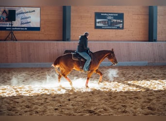 American Quarter Horse, Wałach, 17 lat, 148 cm, Kasztanowata