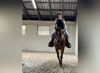 American Quarter Horse, Wałach, 17 lat, 150 cm, Gniada