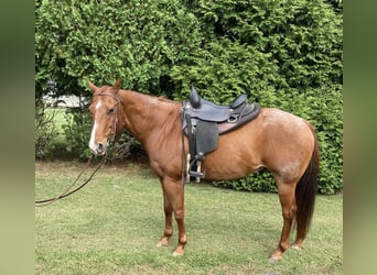 American Quarter Horse, Wałach, 17 lat, 155 cm, Kasztanowatodereszowata