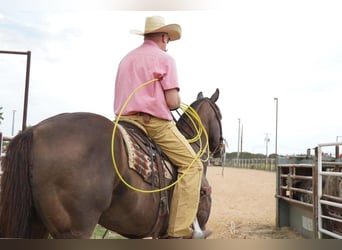 American Quarter Horse, Wałach, 17 lat, 165 cm, Gniada