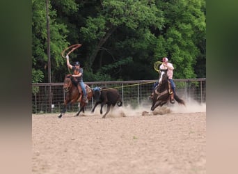 American Quarter Horse, Wałach, 17 lat, 165 cm, Gniada