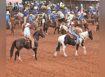 American Quarter Horse, Wałach, 17 lat, 165 cm, Gniada