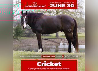 American Quarter Horse, Wałach, 17 lat, 165 cm, Gniada