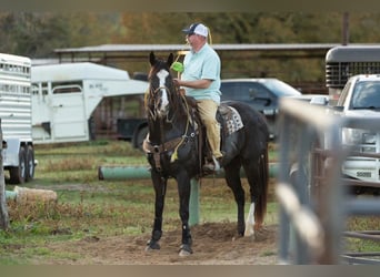 American Quarter Horse, Wałach, 17 lat, 165 cm, Gniada