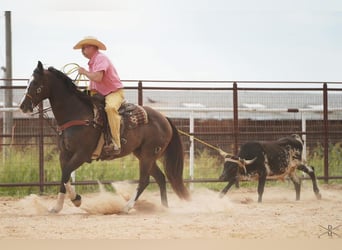 American Quarter Horse, Wałach, 17 lat, 165 cm, Gniada
