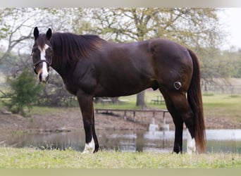 American Quarter Horse, Wałach, 17 lat, 165 cm, Gniada