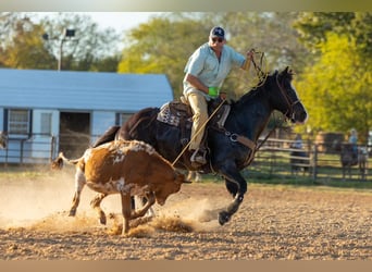 American Quarter Horse, Wałach, 17 lat, 165 cm, Gniada