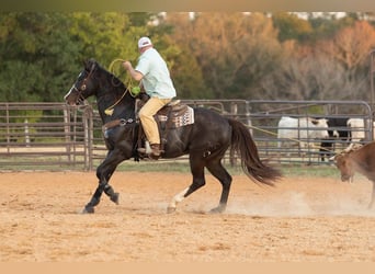 American Quarter Horse, Wałach, 17 lat, 165 cm, Gniada