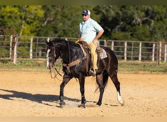 American Quarter Horse, Wałach, 17 lat, 165 cm, Gniada