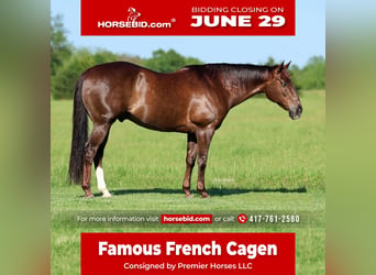 American Quarter Horse, Wałach, 17 lat, Ciemnokasztanowata