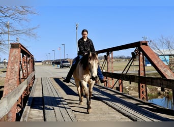 American Quarter Horse, Wałach, 18 lat, 150 cm, Jelenia