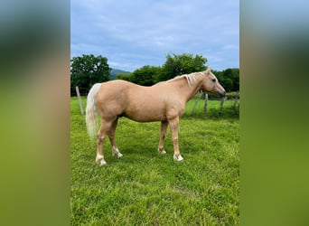 American Quarter Horse Mix, Wałach, 18 lat, 151 cm, Izabelowata